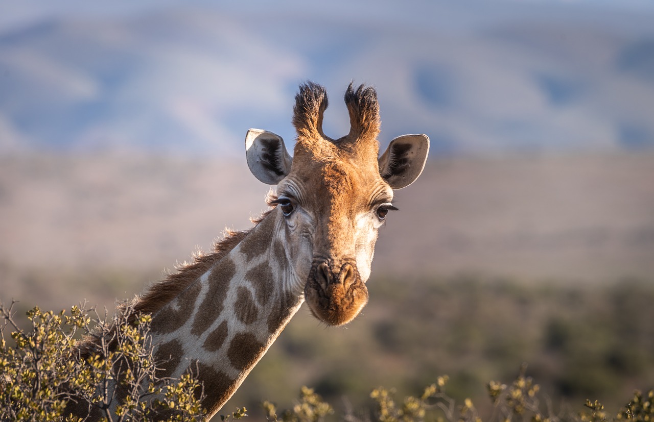 Girafe dans la nature au Kenya