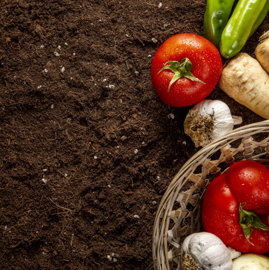 les tomates