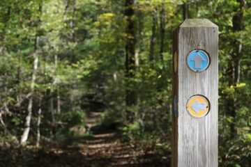 Panneau de signalisation en forêt avec flèches bleues et jaunes sur fond de sentier