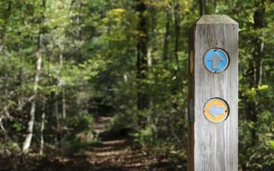 Panneau de signalisation en forêt avec flèches bleues et jaunes sur fond de sentier